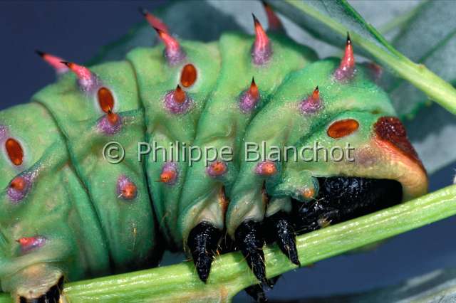 Bunaeopsis licharbas chenill.JPG - Bunaeopsis licharbas (chenille), Silkworm, Lepidoptera, Saturniidae, Gabon